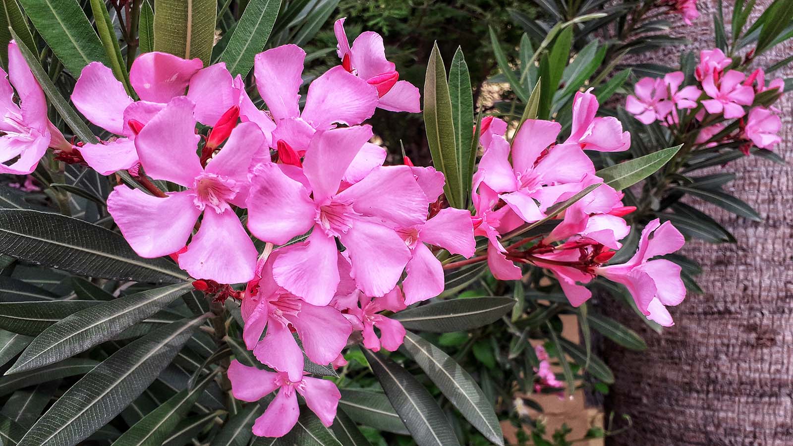 Quick Revision To Oleander Poisoning Toxicology