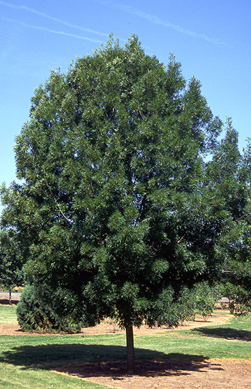 Raywood Ash: Drought Tolerant Landscaping Option