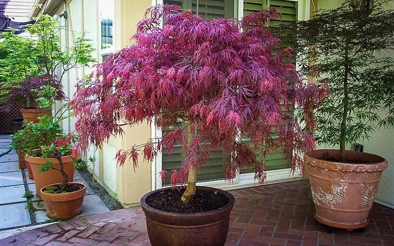 Red Maple Tree Care: Thrive In Florida