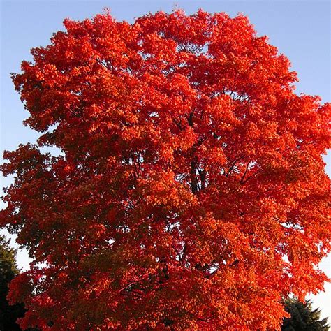 Red Maple Tree Florida