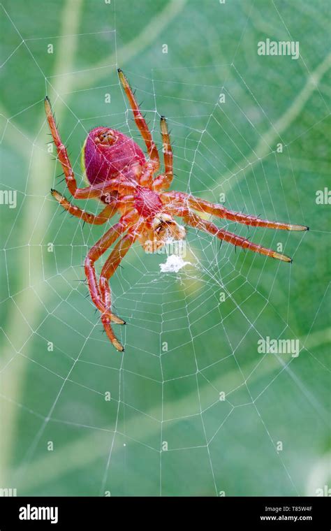 Red Orb Weaver Spider Stock Photo Alamy