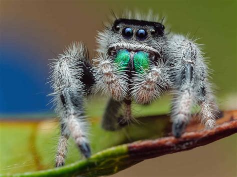 Regal Jumping Spider: Uncover The Secrets Of This Majestic Arachne