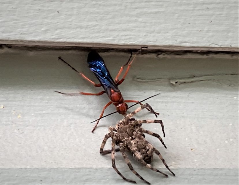 Rusty Spider Wasp