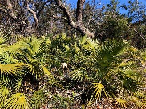 Saw Palmetto Gardening In The Panhandle