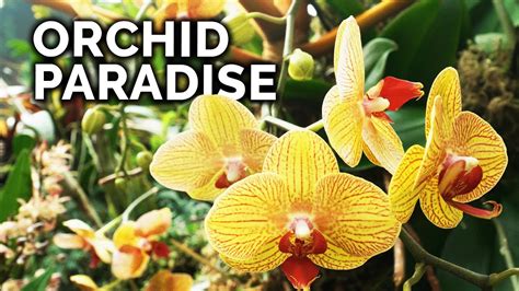 Secret Orchid Care Tips From A Master Orchid Grower Youtube