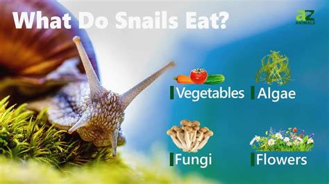 Snails Eat Heliconias: Know The Risks