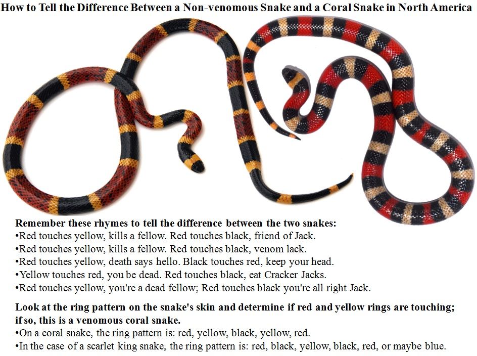 Snakes That Look Like A Coral Snake To Tell Apart Venomous Safe