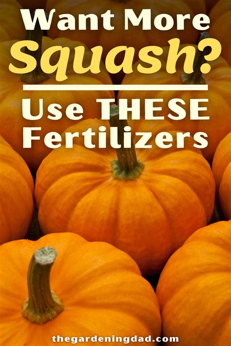 Squash Fertilizer Tips: Grow Bigger