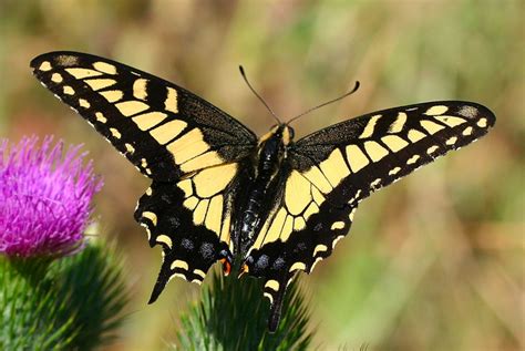 Swallowtail Butterfly Identification A Quick And Easy Guide To North