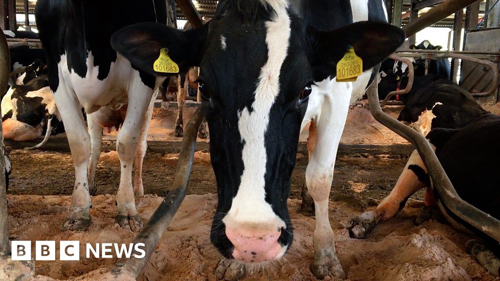 The Cows That Queue Up To Milk Themselves Bbc News