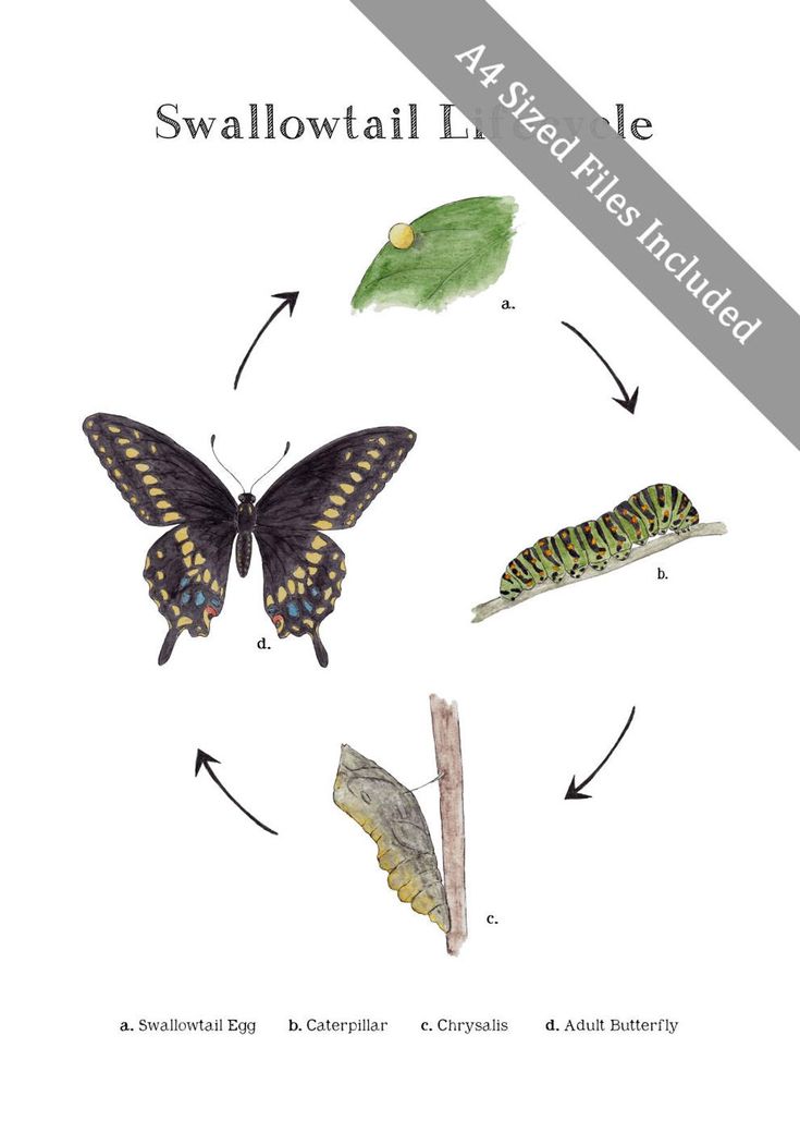 The Life Cycle Of The Black Swallowtail Butterfly During Its