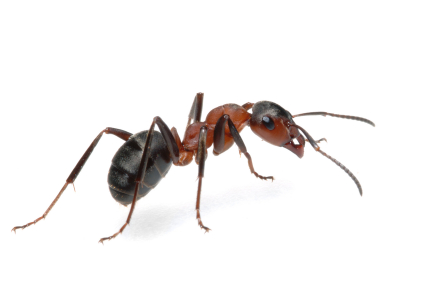 The Ultimate Guide To Dealing With Florida's Large Ant Invasions