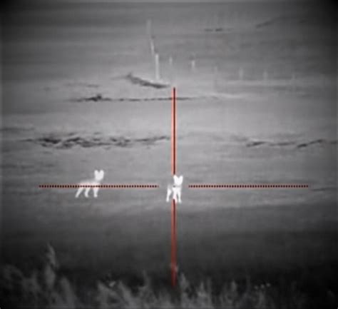 Thermal Scope: Spot Coyotes At Night