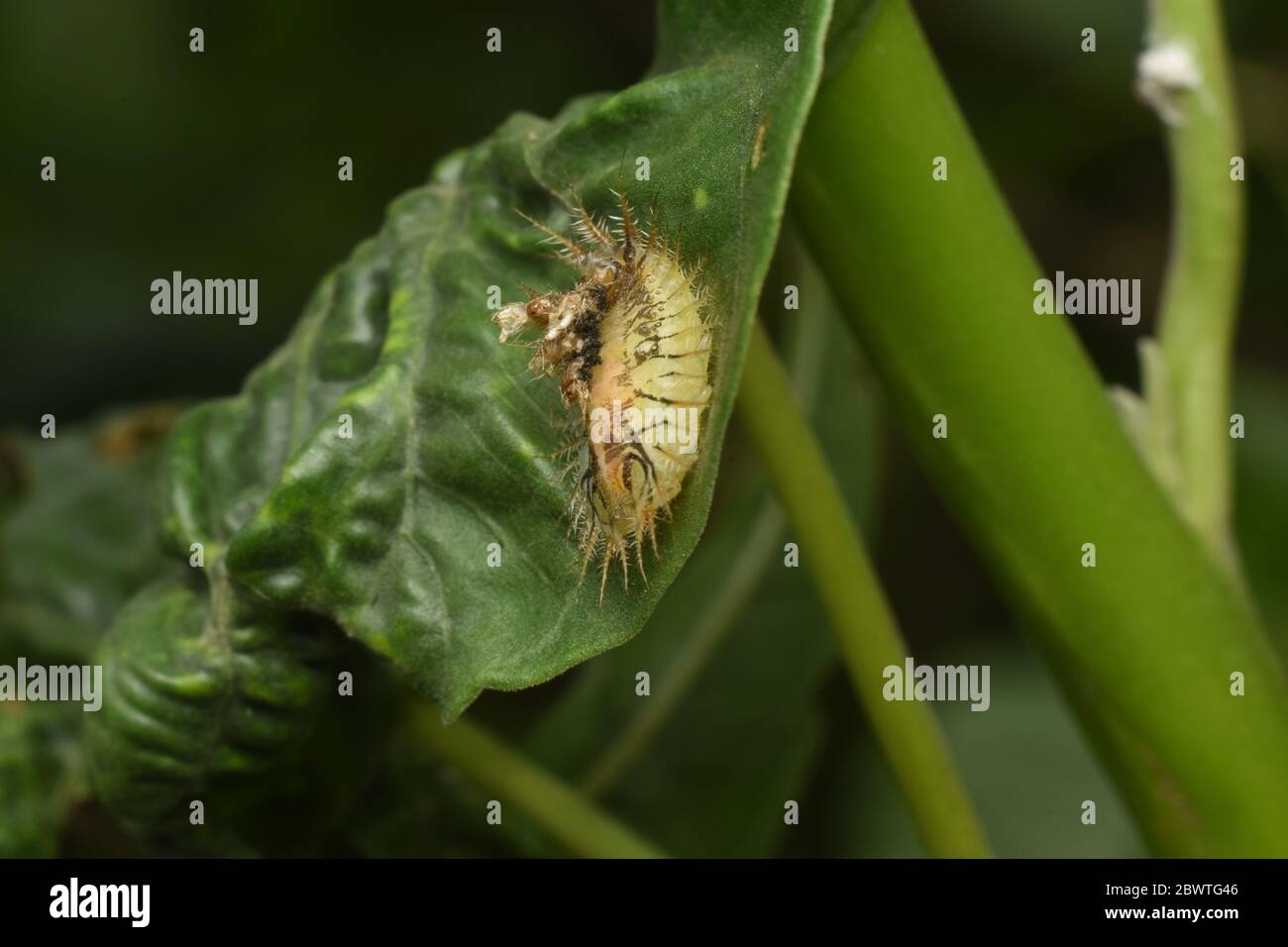 Tortoise Beetle Life Cycle