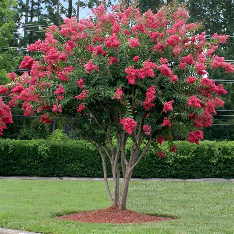 Tuscarora Crape Myrtle Trees For Sale Fastgrowingtrees Com