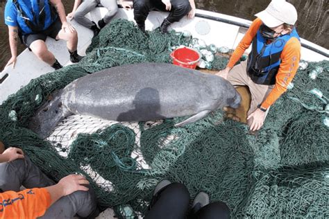 Uf Marine Animal Rescue Program Comparative Diagnostic Population