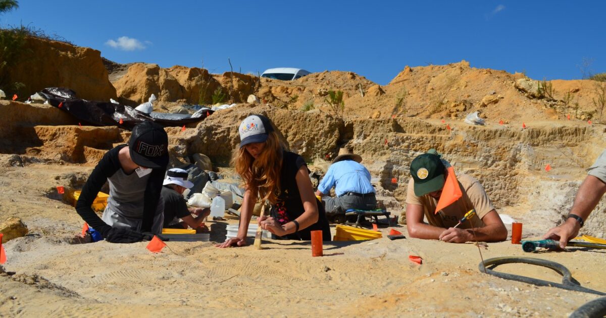 Volunteers At The Montbrook Fossil Site Search For Answers To Ancient