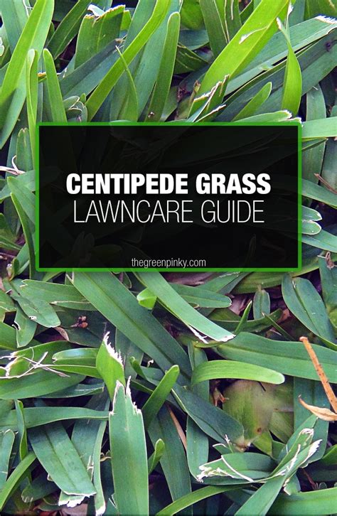 Weed Control Strategies: Unveiling Secrets To A Healthy Centipede Lawn