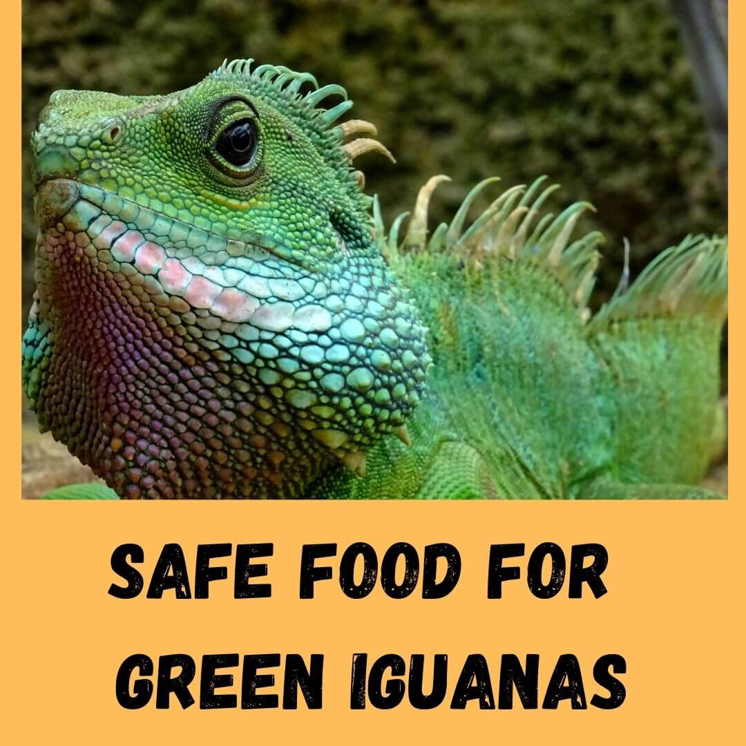 What Do Green Iguana Eat 21 Safe Foods