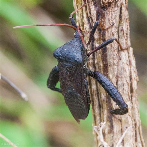 What Is Florida Leaf Footed Bug? Id Guide