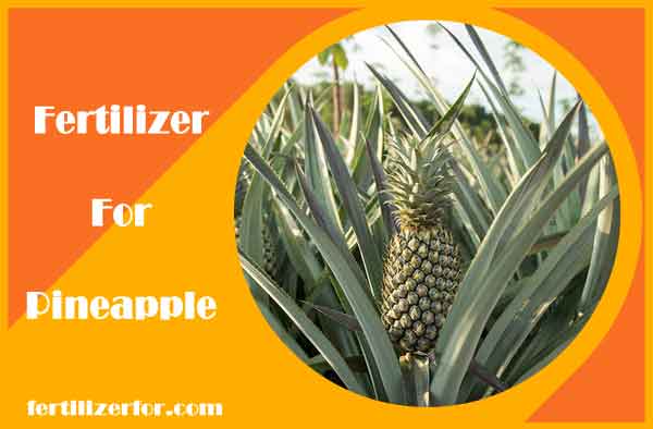 What Is The Best Fertilizer For Pineapple Plants Expert Tips For Lush