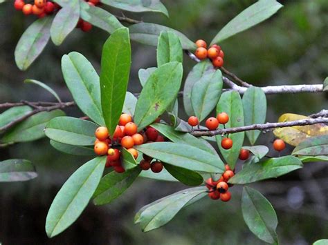 What Makes Dahoon Holly Trees Thrive? Expert Care Guide