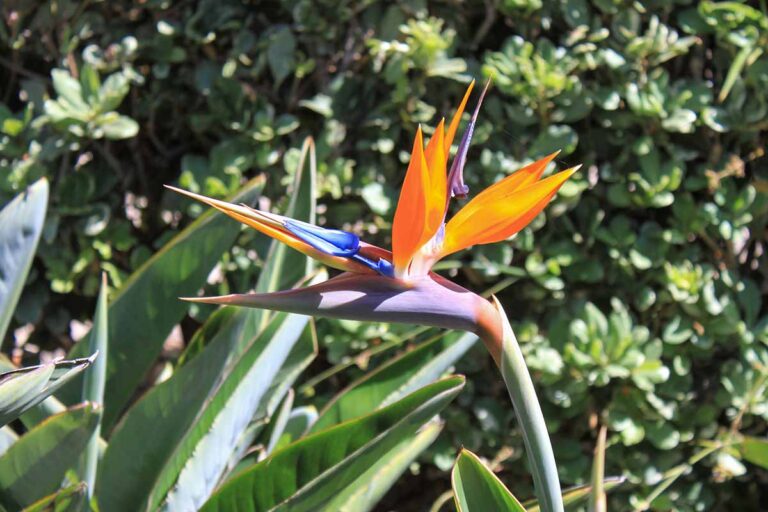 When And How To Fertilize Bird Of Paradise Gardener S Path