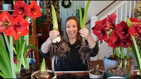 When To Arrange Amaryllis Leaves: A Seasonal Guide