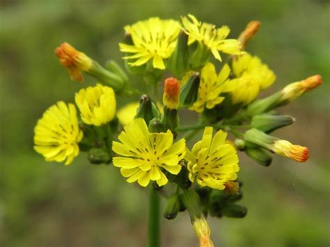 Why Can't I Grow False Hawksbeard? Troubleshooting Tips