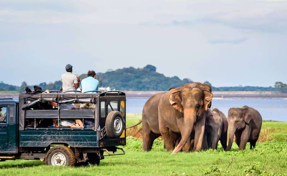 Yala Safari Sri Lanka: Wild Adventure