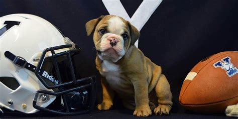 Yale Introduces New Mascot Handsome Dan Xviii Ncaa Com