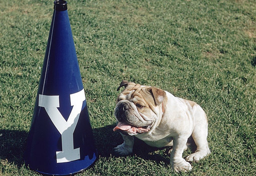 Yale University Mascot