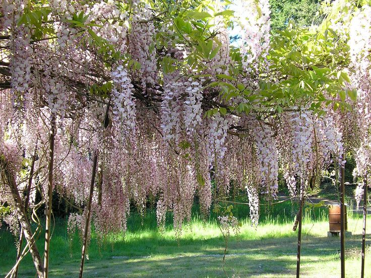 Yard Weeds Wisteria Removal Guide