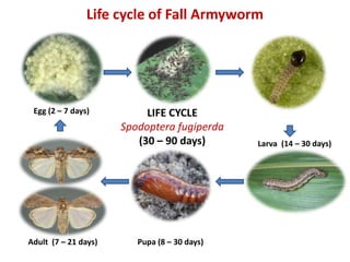 Yellow Armyworm Life Cycle Guide