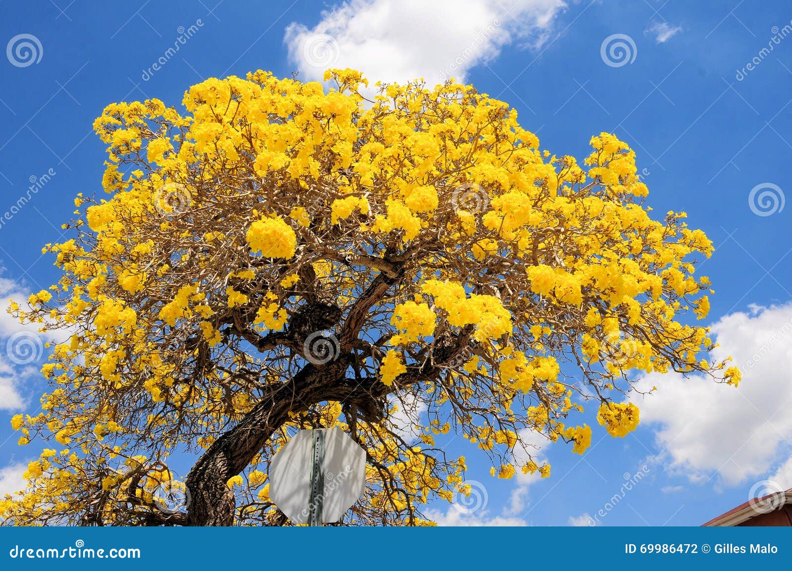 Yellow Flowering Trees In South Florida Miami S Flowering Trees Of