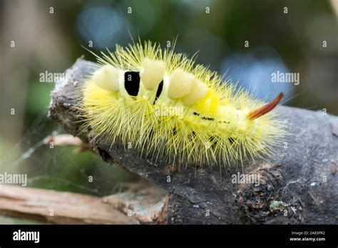 Yellow Hairy Caterpillar