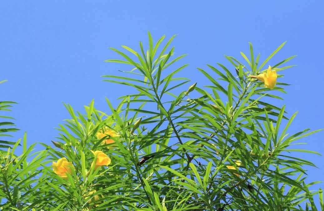 Yellow Oleander Cerebera Thevetia Poisoning Oleander